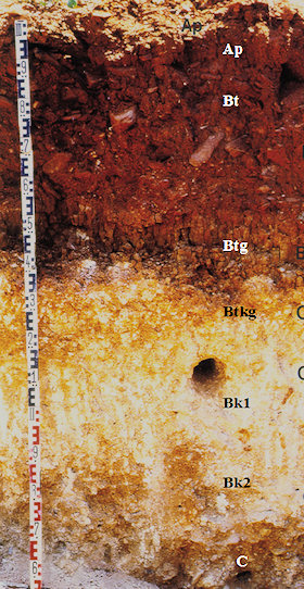 Profile of a Calcic Rhodoxeralf (Ap-Bt-Btg-Bkg-Bk1-Bk2-C) developed on an Early Pleistocene alluvial fan near Los Llanos (River Aguas)